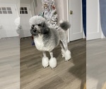 Small Photo #1 Poodle (Standard) Puppy For Sale in ROCKVILLE, MD, USA