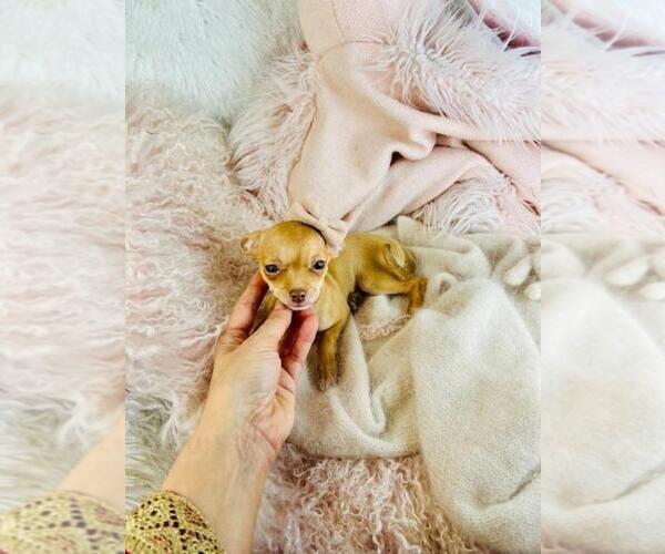 Medium Photo #1 Chihuahua Puppy For Sale in PEMBROKE PINES, FL, USA