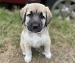 Small Photo #8 Anatolian Shepherd Puppy For Sale in ROBSTOWN, TX, USA