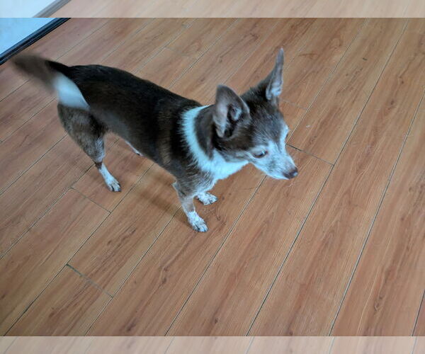 Medium Photo #3 Chihuahua Puppy For Sale in Orange Grove, TX, USA