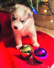 Siberian Husky Puppy for sale in ATLANTA, GA, USA