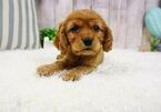 Small Photo #4 Cocker Spaniel Puppy For Sale in FULLERTON, CA, USA