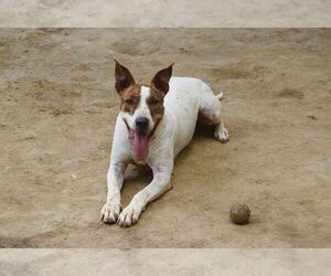 Diva - Female Bull Terrier-Unknown Mix Dog for Adoption - Photo #2