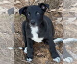 Small #1 Labrador Retriever Mix