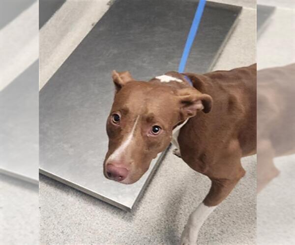 Medium Photo #1 American Staffordshire Terrier-Unknown Mix Puppy For Sale in Tallahassee, FL, USA