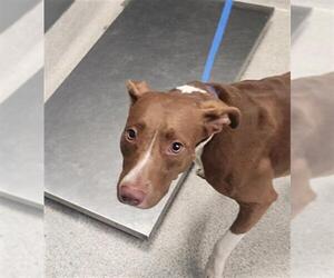 American Staffordshire Terrier-Unknown Mix Dogs for adoption in Tallahassee, FL, USA