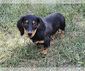 Dachshund Puppy for sale in CLARK, MO, USA