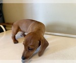 Small Photo #17 Dachshund Puppy For Sale in DOTHAN, AL, USA