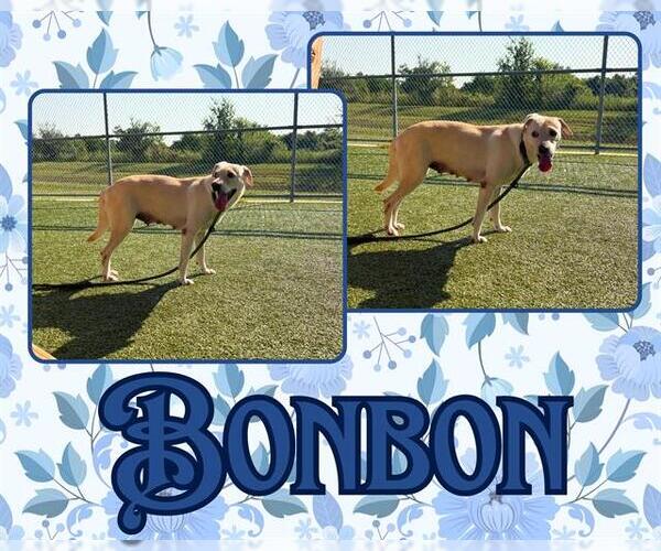 Medium Photo #2 Labrador Retriever-Unknown Mix Puppy For Sale in Pearland, TX, USA