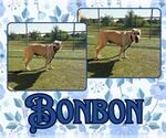 Small #1 Labrador Retriever Mix