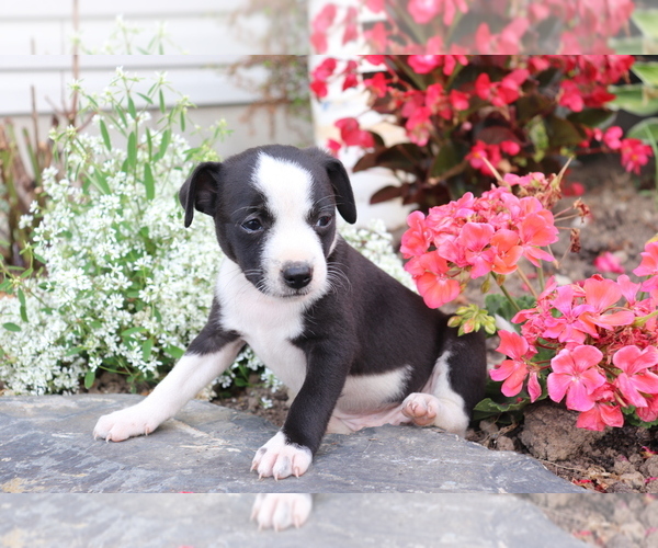 Medium Photo #1 Boston Terrier-Unknown Mix Puppy For Sale in SHILOH, OH, USA