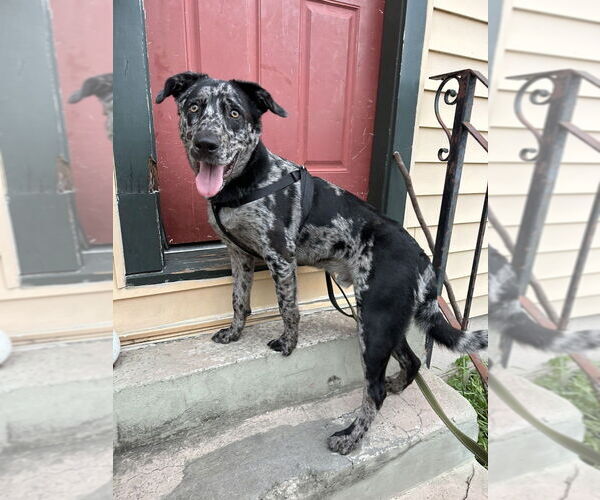 Medium Photo #1 Australian Shepherd-German Shepherd Dog Mix Puppy For Sale in New Orleans, LA, USA