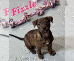 Small American Pit Bull Terrier-Labrador Retriever Mix