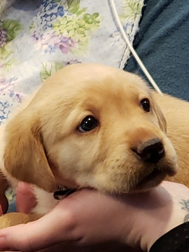 Medium Photo #2 Labrador Retriever Puppy For Sale in WOODINVILLE, WA, USA