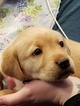 Small Photo #2 Labrador Retriever Puppy For Sale in WOODINVILLE, WA, USA