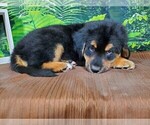 Small Photo #10 Golden Mountain Dog Puppy For Sale in BLACK FOREST, CO, USA