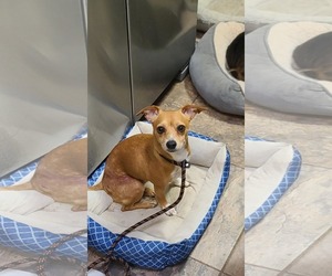 Chihuahua-Unknown Mix Dogs for adoption in Westwood, NJ, USA