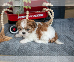 Small Photo #3 Shih Tzu Puppy For Sale in CHRISTIANA, PA, USA