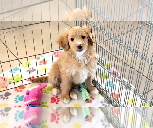 Medium Photo #5 Cavapoo mix (+ Poodle Miniature) Puppy For Sale in ORO VALLEY, AZ, USA