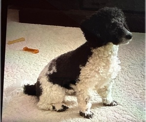 Father of the Poodle (Miniature) puppies born on 06/14/2026