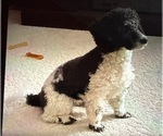 Small Photo #1 Poodle (Miniature) Puppy For Sale in PERRYSVILLE, OH, USA