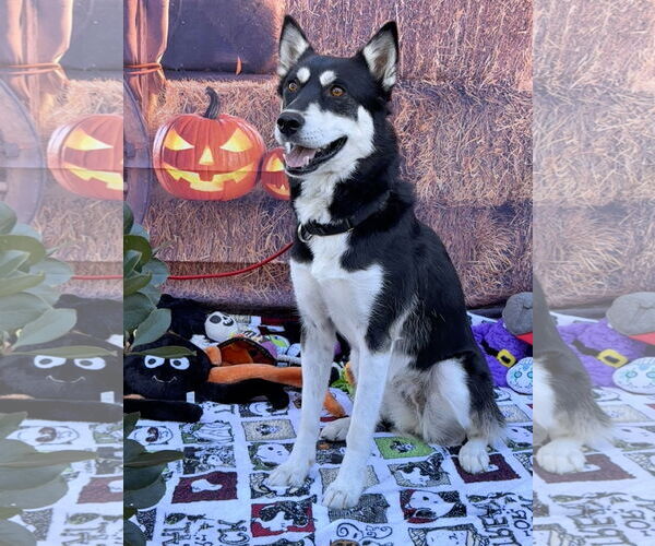Medium Photo #15 Huskies -Unknown Mix Puppy For Sale in Lake Elsinore, CA, USA