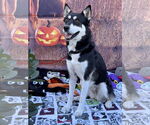 Small #14 Huskies  Mix