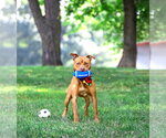 Small #3 Mutt