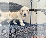 Small Photo #16 Goldendoodle Puppy For Sale in ELIZABETH, CO, USA