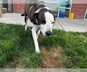 American Pit Bull Terrier-Unknown Mix Dogs for adoption in Pueblo, CO, USA