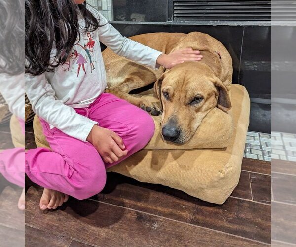 Medium Photo #9 Labrador Retriever-Unknown Mix Puppy For Sale in Columbus, IN, USA