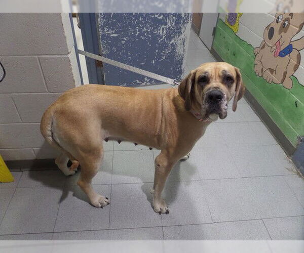 Medium Photo #1 Bloodhound-Great Dane Mix Puppy For Sale in Augusta, GA, USA