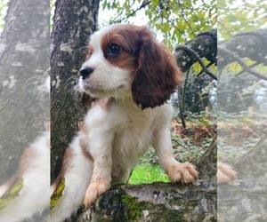 Cavalier King Charles Spaniel-Cavanese Mix Puppy for Sale in ALBANY, Oregon USA