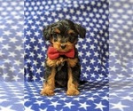 Small Photo #3 Aussiedoodle Miniature  Puppy For Sale in NOTTINGHAM, PA, USA