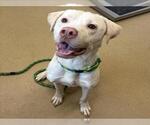 Small American Pit Bull Terrier-Labrador Retriever Mix