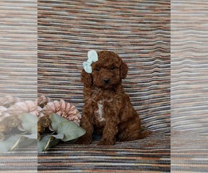 Goldendoodle (Miniature) Puppy for sale in COCHRANVILLE, PA, USA