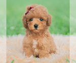 Small Photo #74 Poodle (Toy) Puppy For Sale in WARSAW, IN, USA