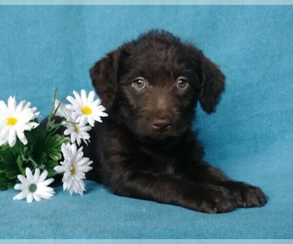Medium Photo #4 Labradoodle Puppy For Sale in FREDERICKSBG, OH, USA