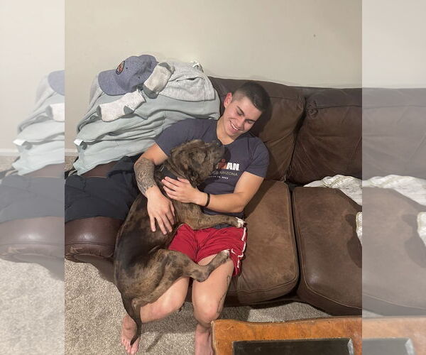 Medium Photo #17 American Bulldog-Unknown Mix Puppy For Sale in Rockaway, NJ, USA