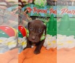 Small Photo #17 Great Dane Puppy For Sale in SPRAGGS, PA, USA