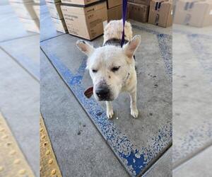 Labrador Retriever-Unknown Mix Dogs for adoption in Bakersfield, CA, USA