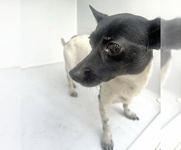 Medium Photo #1 Rat Terrier Puppy For Sale in Houston, TX, USA