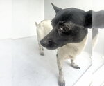 A662984 - Female Rat Terrier Dog for Adoption - Small photo