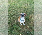 Snickers - Male Boxer-Unknown Mix Dog for Adoption - Small photo