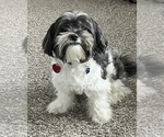 Small Shih Tzu