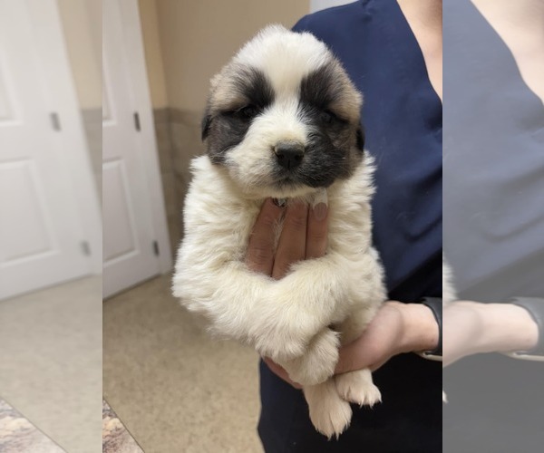 Medium Photo #1 Great Pyrenees-Unknown Mix Puppy For Sale in Royal Palm Beach, FL, USA