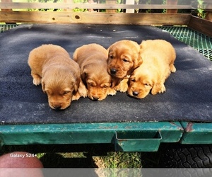 Golden Retriever Puppy for sale in LEON, KS, USA