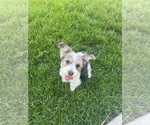 Yorkshire Terrier Puppy for sale in GASTON, OR, USA
