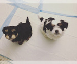 Small Photo #7 Mal-Shi Puppy For Sale in DES MOINES, WA, USA