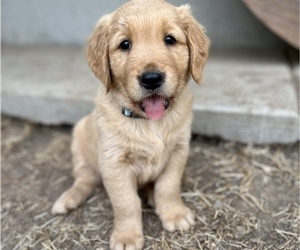 Golden Retriever Puppy for Sale in CLOVIS, California USA